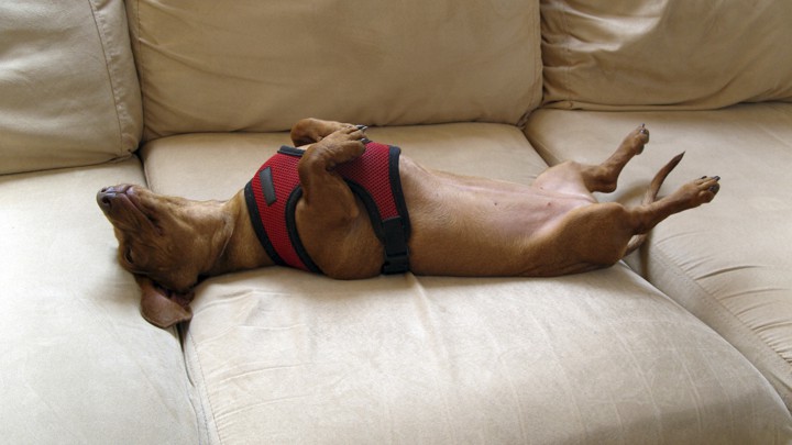 A dachshund sleeps on its back on a sofa
