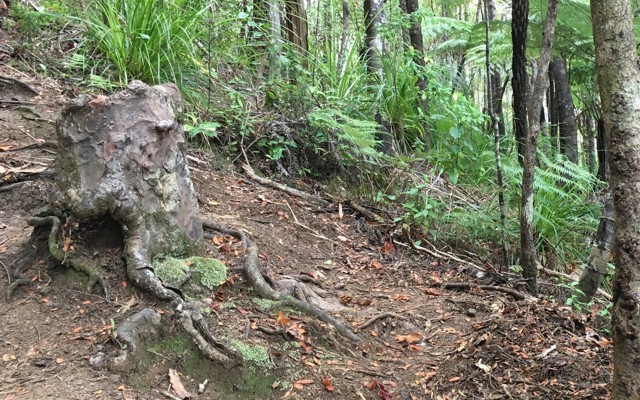 A living kauri stump