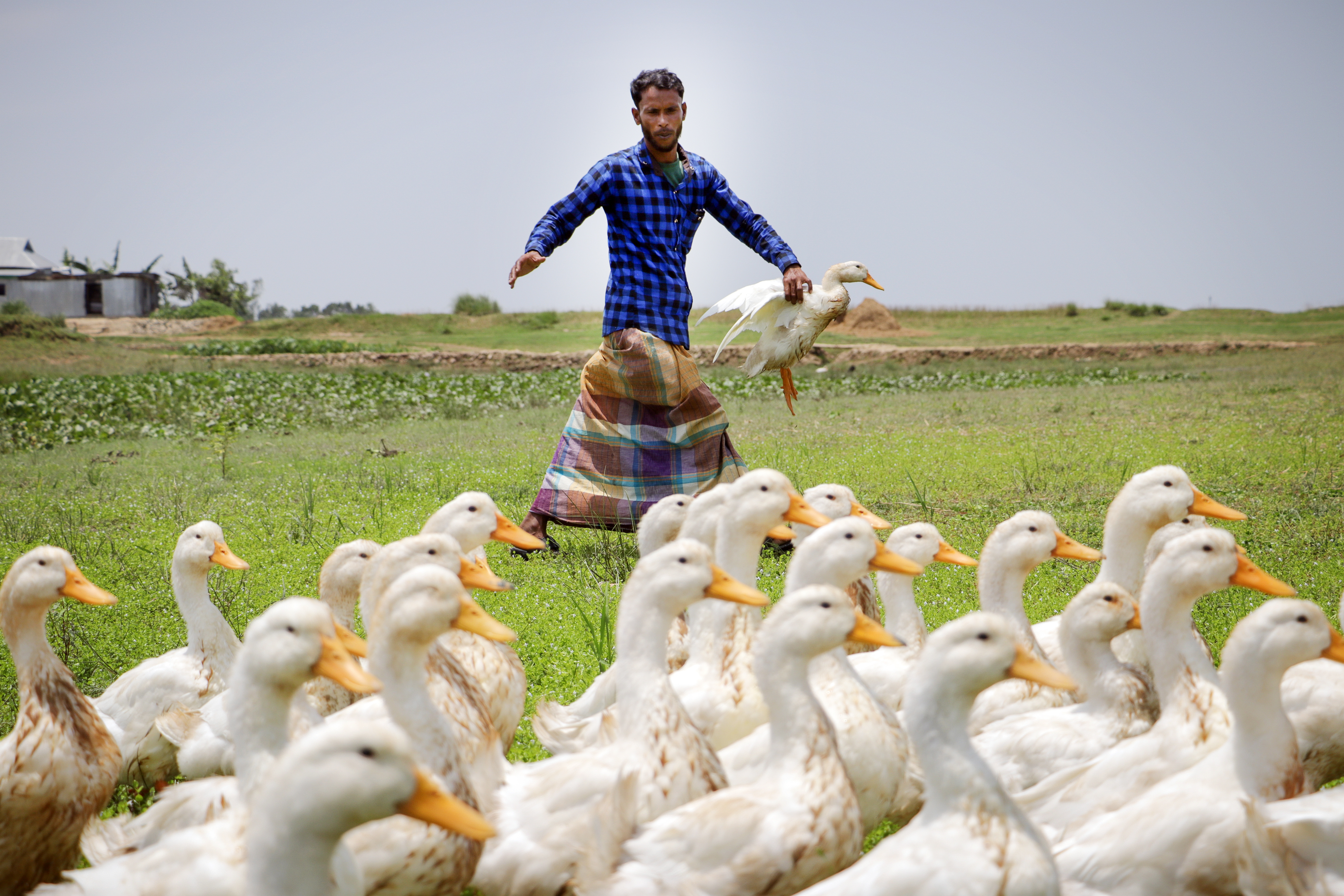 Bangladesh Farmers Are Raising Ducks To Adapt To Climate Change The Atlantic