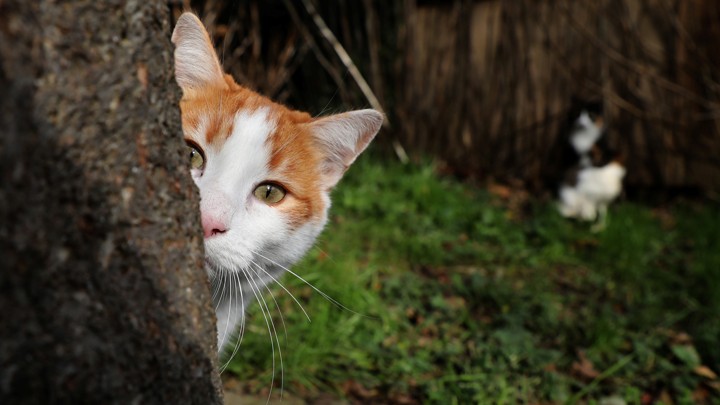 A cat hides behind a tree.