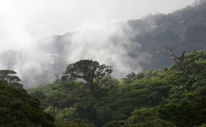 The treetops of a Costa Rican forest