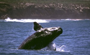 A southern right whale breaches the surface.