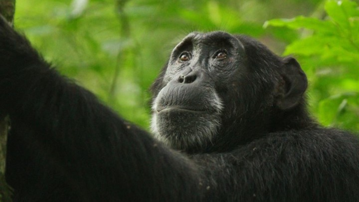 Kidman, a chimpanzee, now dead