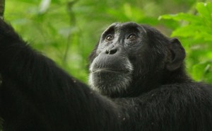 Kidman, a chimpanzee, now dead