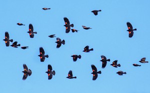 Birds flying agains a blue sky