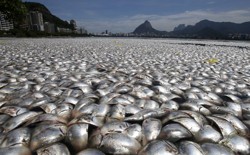 Vast piles of dead fish in Rio de Janeiro