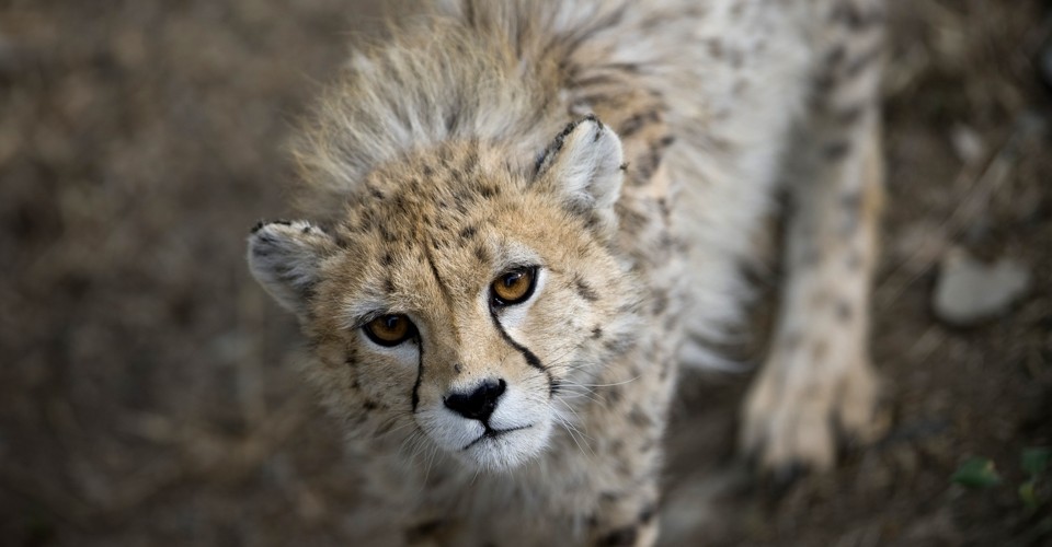 India’s Controversial Plan to Bring Back the Cheetah