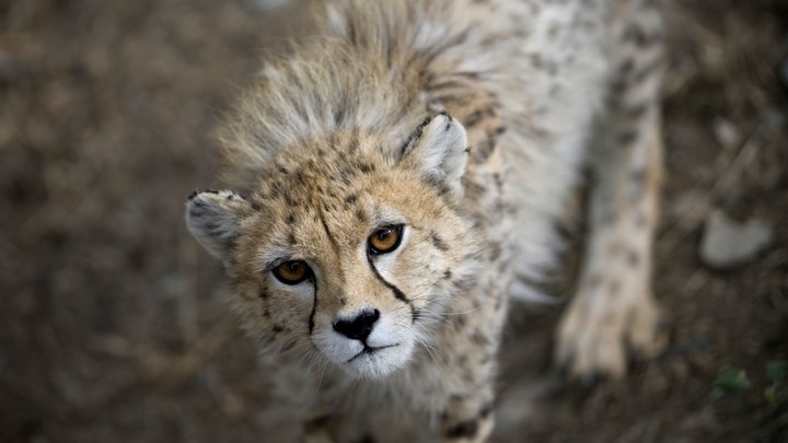 An Asiatic cheetah in Tehran