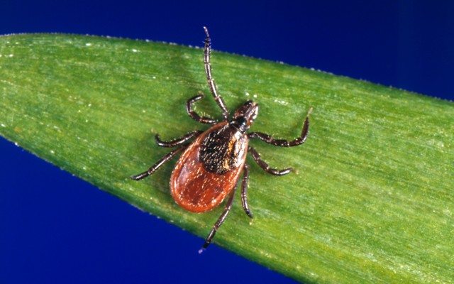 A tick on a leaf