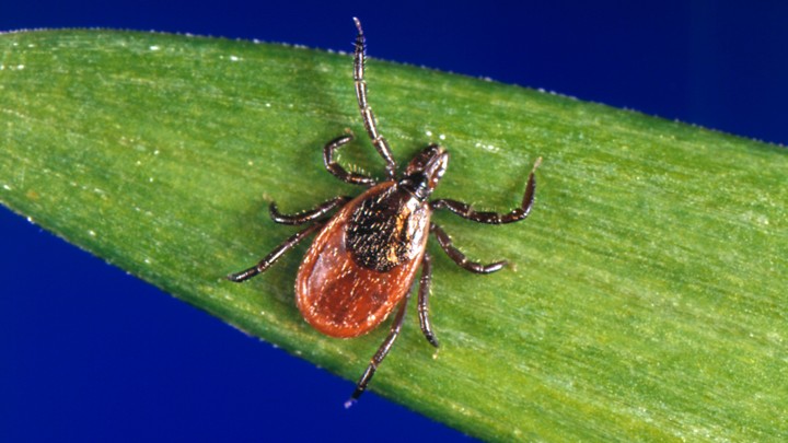 A tick on a leaf