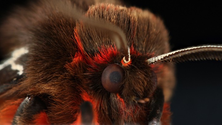 A garden tiger moth