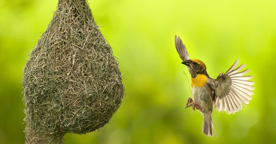 Is ‘Nesting’ During Pregnancy a Real Thing? The Atlantic