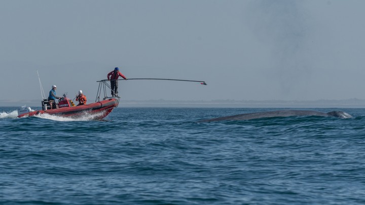 Researchers prepare to attach a heart monitor to a surfacing blue whale.