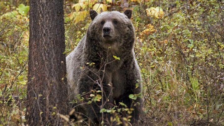 A grizzly bear