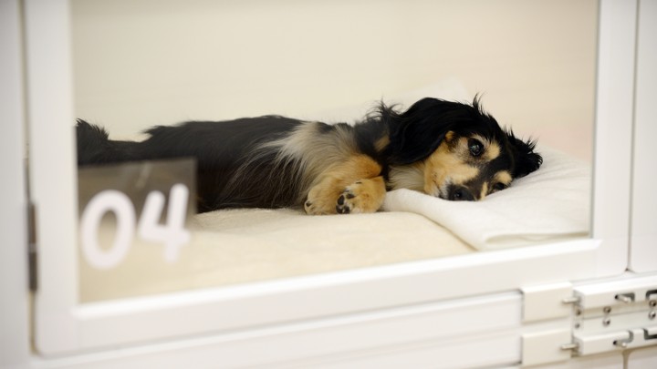 A sick puppy