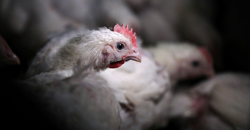 The Human Cost of Chicken Farming
