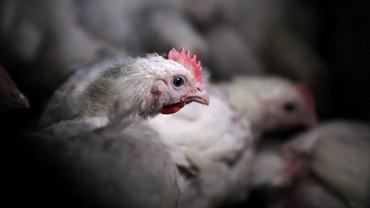 Chicken in a chicken farm