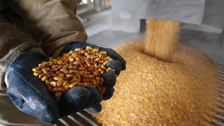 Hands hold a pile of dried corn as more corn pours out of a funnel behind them.