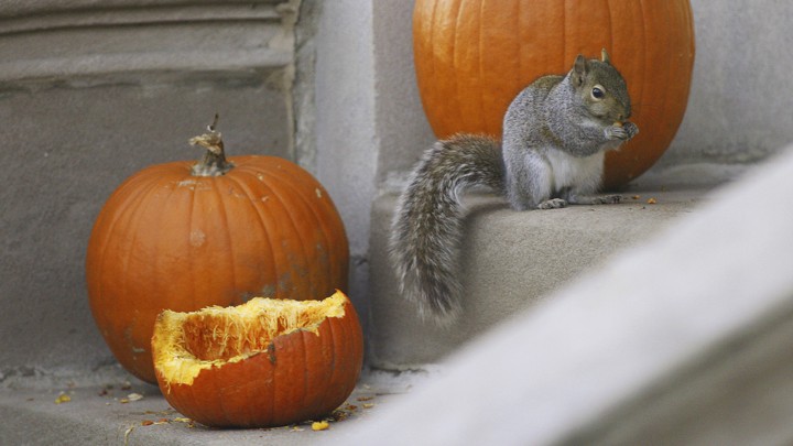 A squirrel eats a leftover pumpkin in Chicago, Illinois.