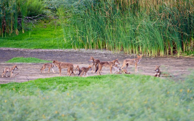 A group of canids that carry DNA from a nearly extinct wolf species