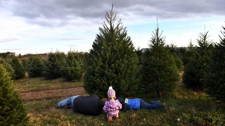 Christmas tree farm
