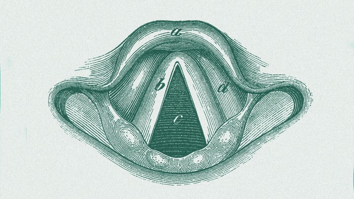 An anatomical drawing of a human larynx