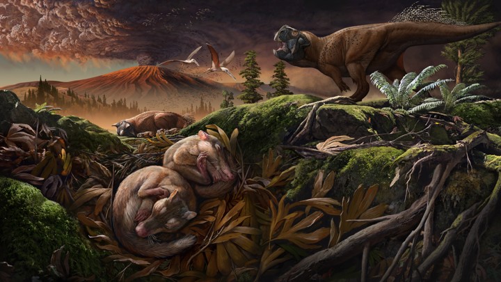 An artist's rendering of a new mammalian species found in China