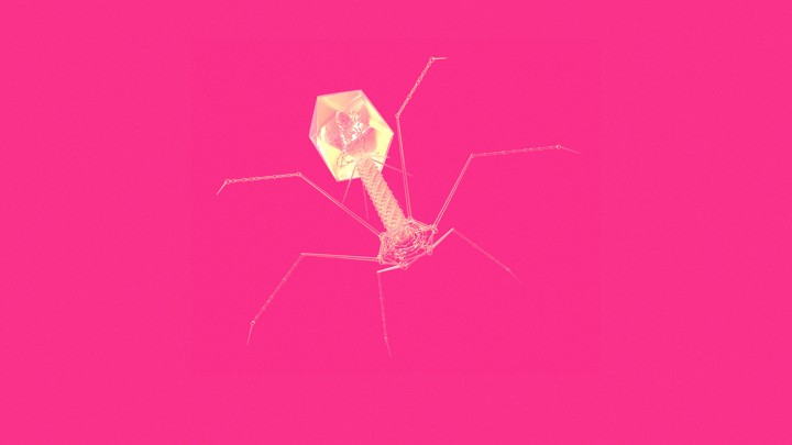 A phage
