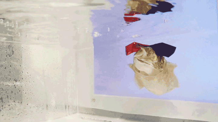 A cuttlefish wearing 3D glasses