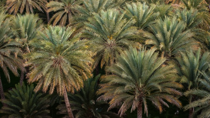 A date-palm grove in a village (not the trees planted from 2,000-year-old seeds)