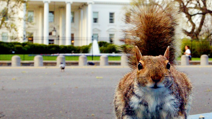 The Governments Surprising History Of Squirrel Population - 