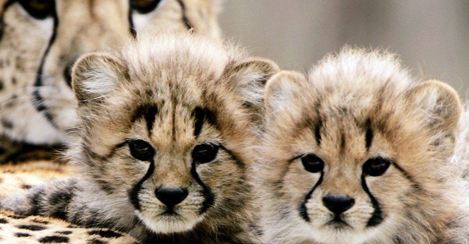Why Are Baby Animals Dying at the National Zoo? - The Atlantic