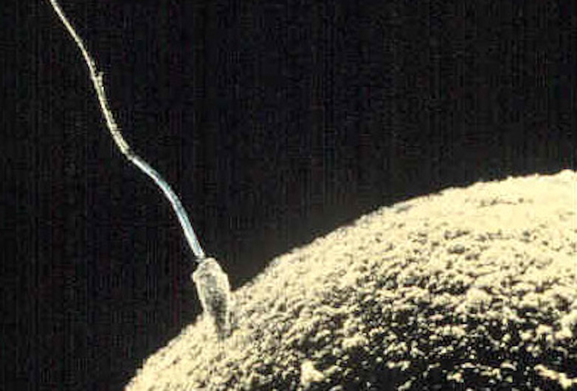 When the Children of Sperm Donors Want Answers - The Atlantic