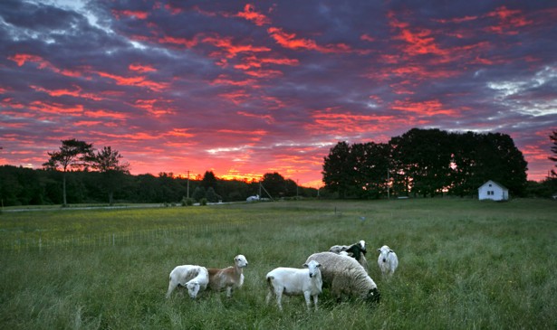 Farm animals graze in the sunrise