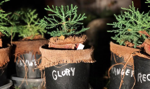 Giant Sequoia seedlings, planted at Otis College of Art and Design, in Los Angeles