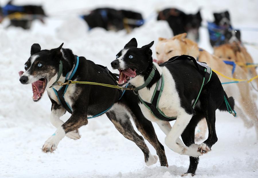 The 2011 Iditarod Sled Dog Race The Atlantic