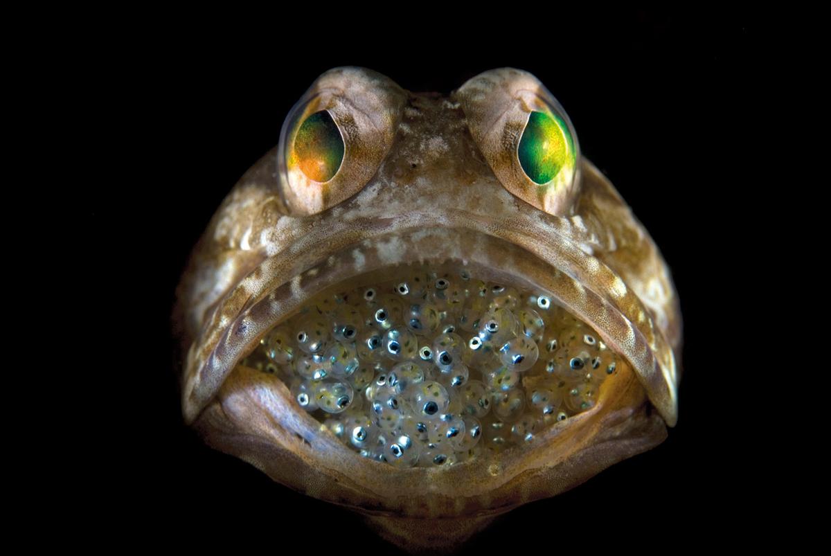 A male jawfish mouthbrooding eggs; Steve Kovacs [OS][1200 x 803] : r ...