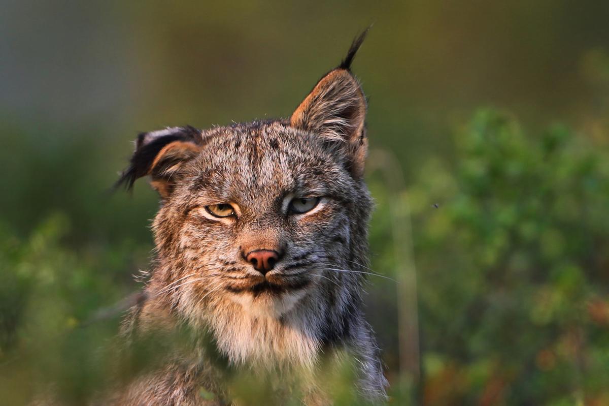 This lynx (Lynx Canadensis), flicks his ear to ward off bothersome ...