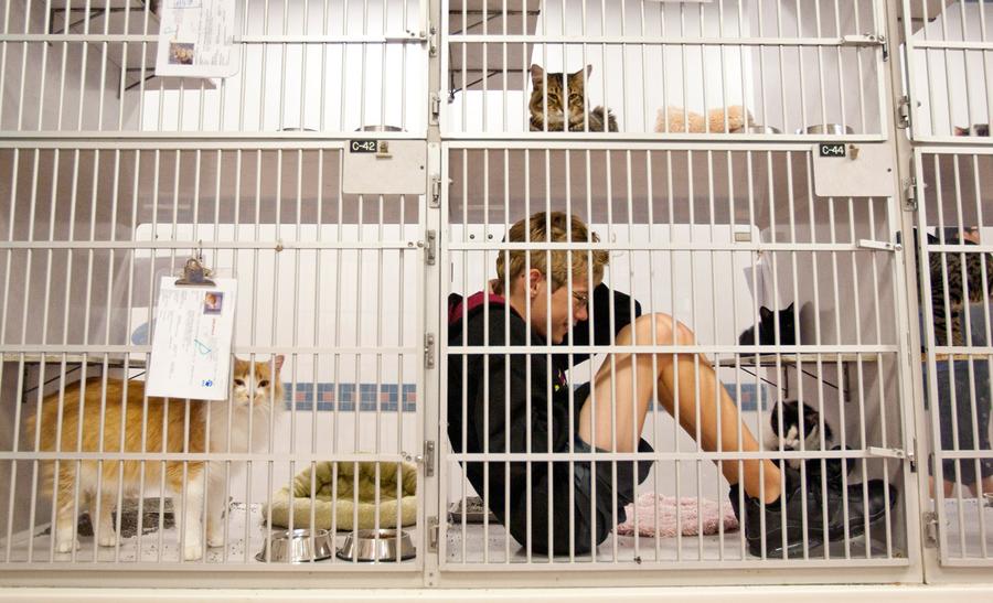 Animals in the News The Atlantic