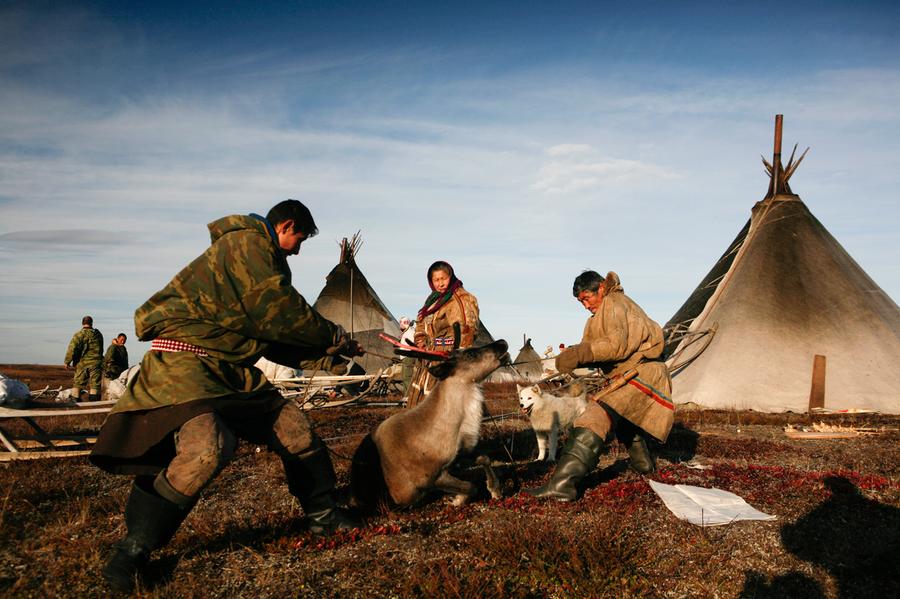 The Nenets of Siberia - The Atlantic