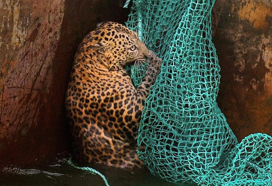 Animals in the News The Atlantic