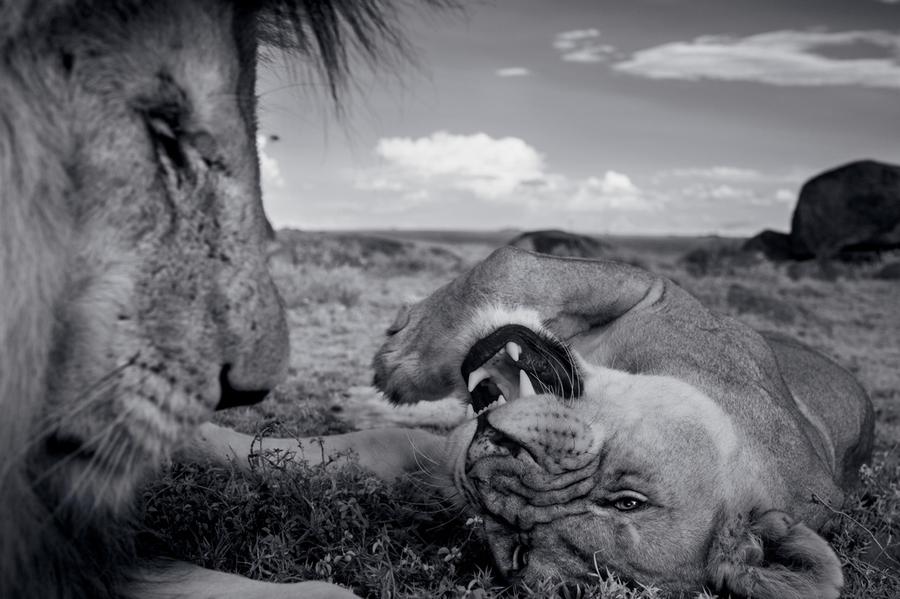 Intimate National Geographic Portraits Of The Serengeti Lion The Atlantic 