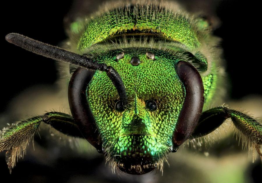 A Beautiful Collection of Insects - The Atlantic