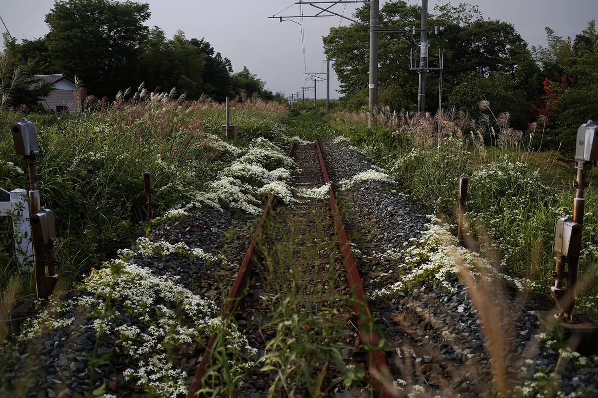 Wild flowers and other vegetation grow over a train line in the empty town of Namie, on September 14, 2013.