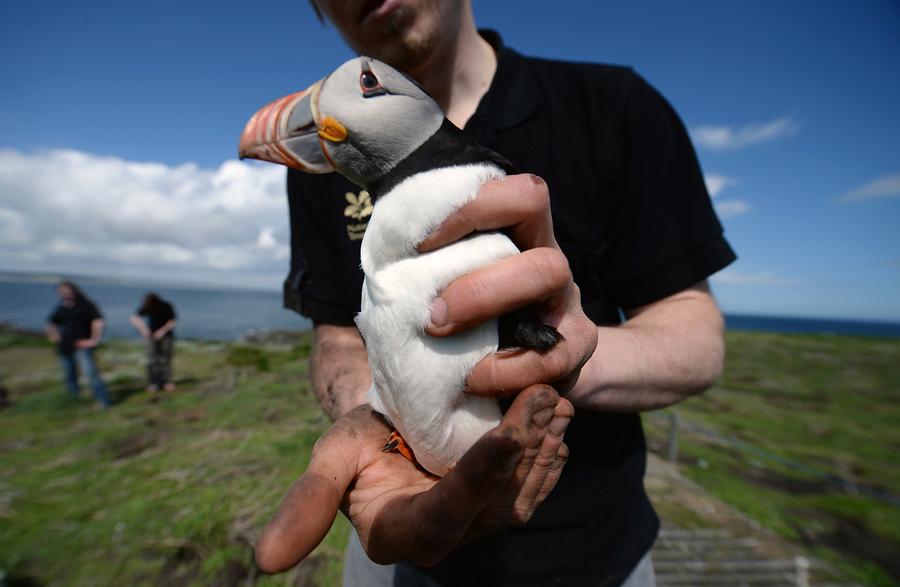 Hasil gambar untuk Ranger in the Farne Islands