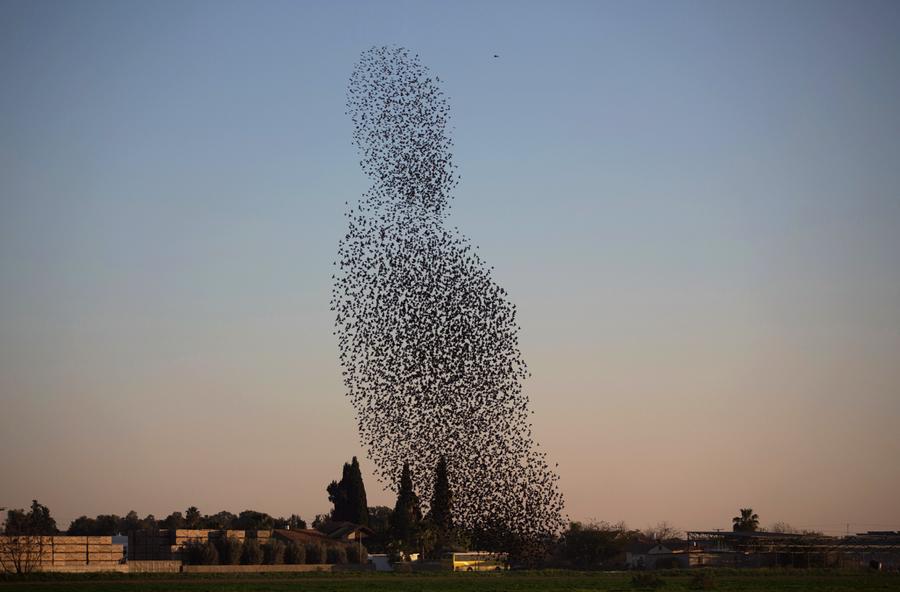 the murmurations of starlings the atlantic the murmurations of starlings the atlantic