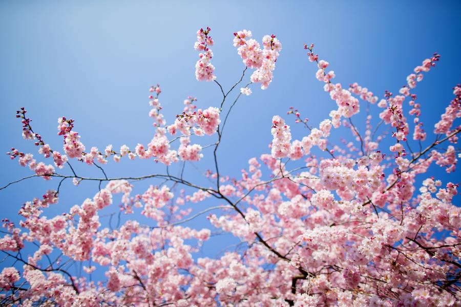 The First Day of Spring - The Atlantic