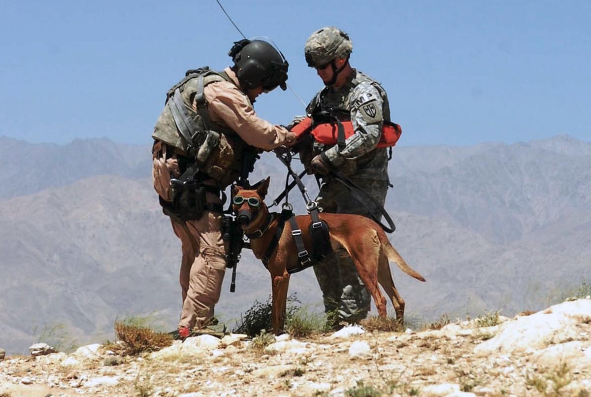 military dogs in action