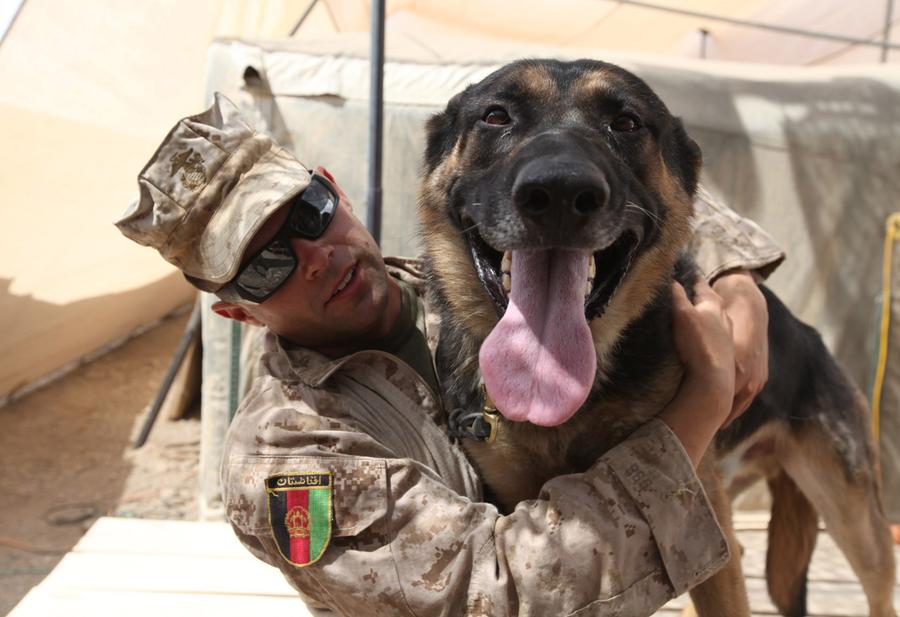 Afghanistan Dogs of War The Atlantic