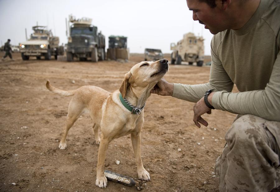 Afghanistan: Dogs of War - The Atlantic